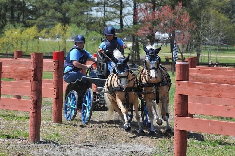 Combined driving team showing with a blue tack kit.