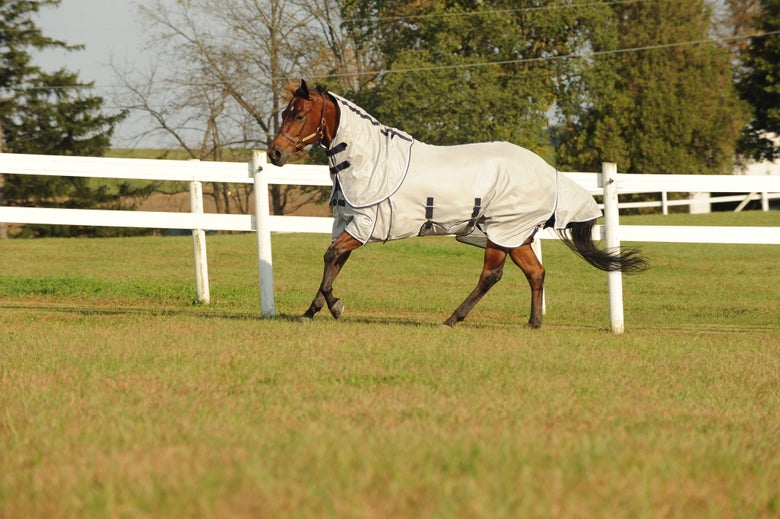 Horse wearing fly sheet cantering through a pasture