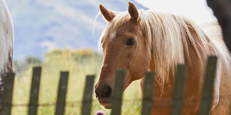 Cute palomino horse standing in a grass field behind a fencline. 