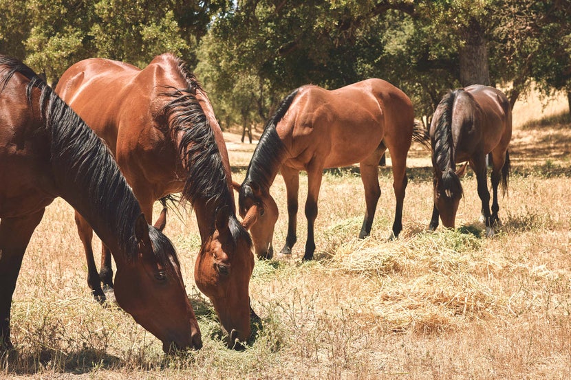 A group of four of Krista's horses eating alfalfa hay in a field. 