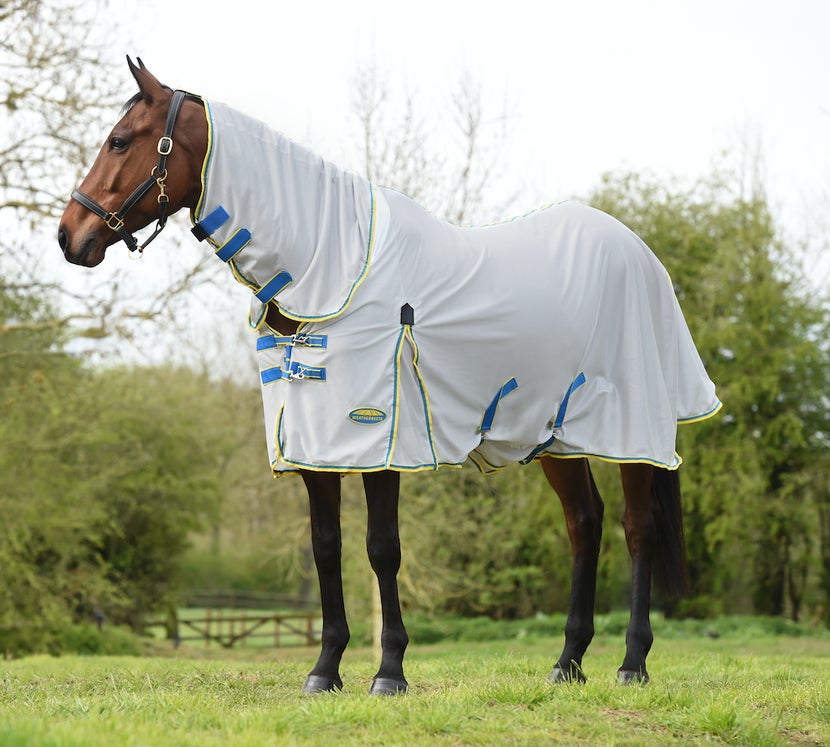 Horse standing in a field wearing a Zephyr fly sheet.
