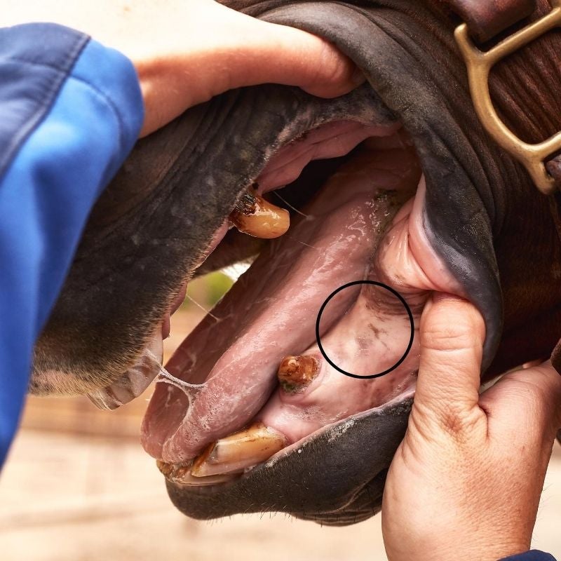 Image of a woman's hands opening a horse's mouth to view the bars.