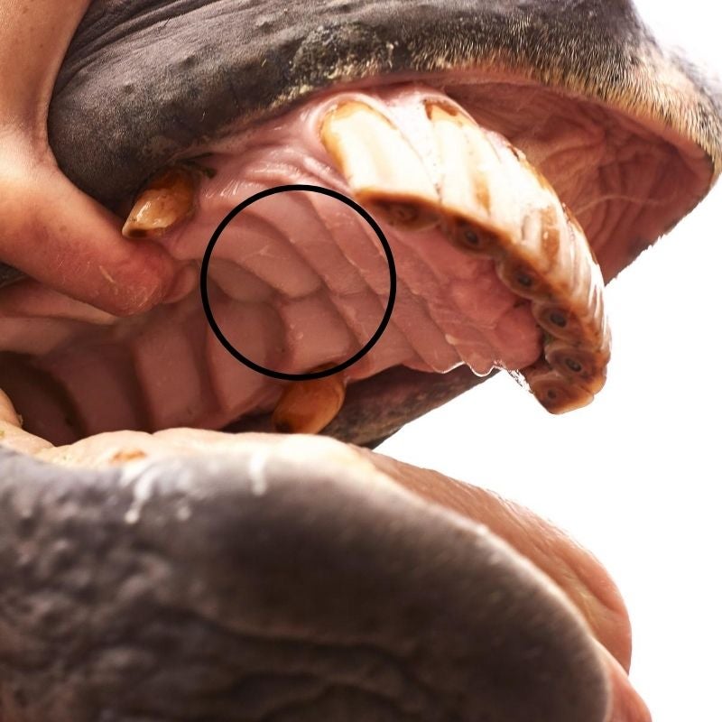 Image of woman's fingers opening a horse's mouth to look at the palate from an underside point of view. 