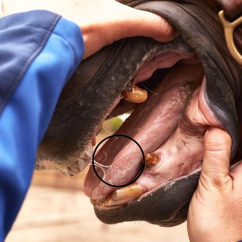 Image of woman's hands opening a horse's mouth to view the tongue.