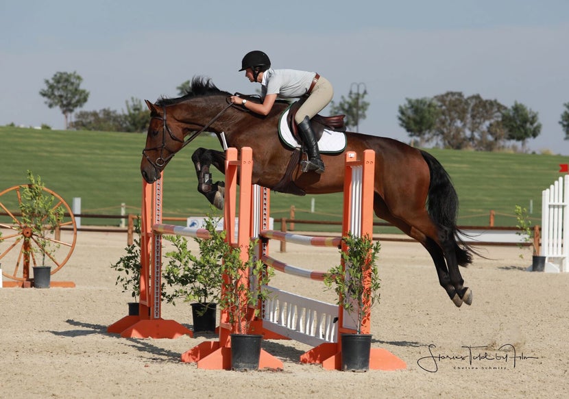 Horse and rider jumping in jumper attire and tack.