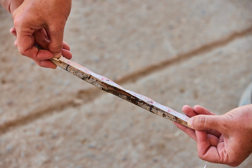 A woman's hands holding a tape measurer across the stick, measuring the distance between the two marks.