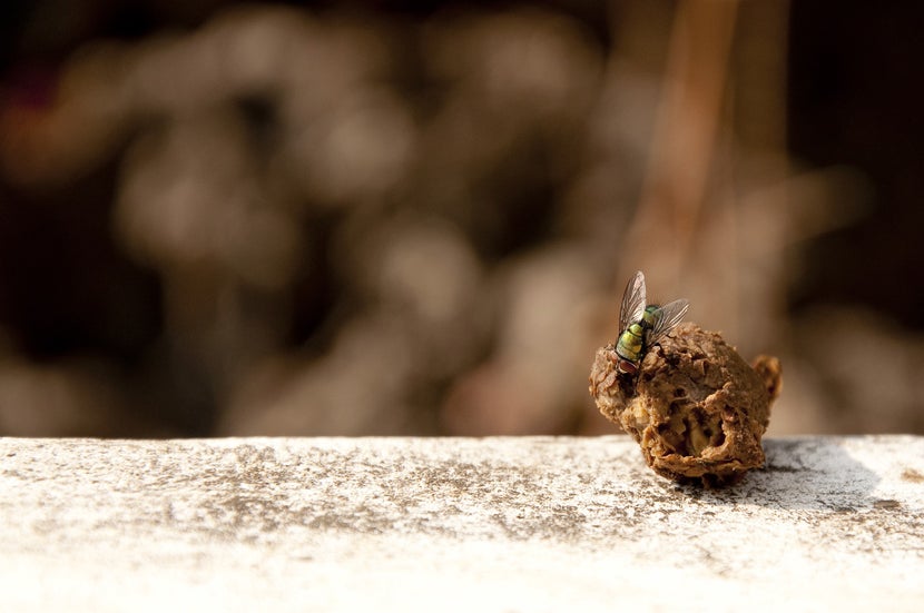 Fly eating organic material.