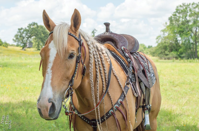 Palomino horse tacked up, standing in shade. 