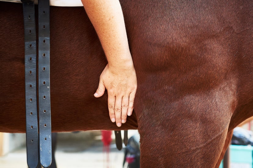 Proper Dressage Girth Placement, Most dressage girths will naturally want to settle a hand's width behind the elbow, but this can change based on the horse's conformation.