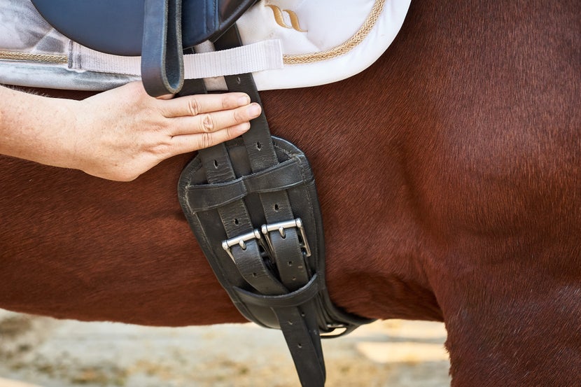 When the girth is tightened to the point where you would get on, there should be two to three fingers of space between the girth and the saddle pad