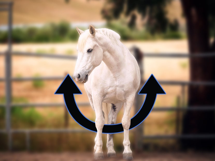 Measure across the barrel (belly) of the horse from the middle billet hole on one side to the corresponding billet hole on the other side.