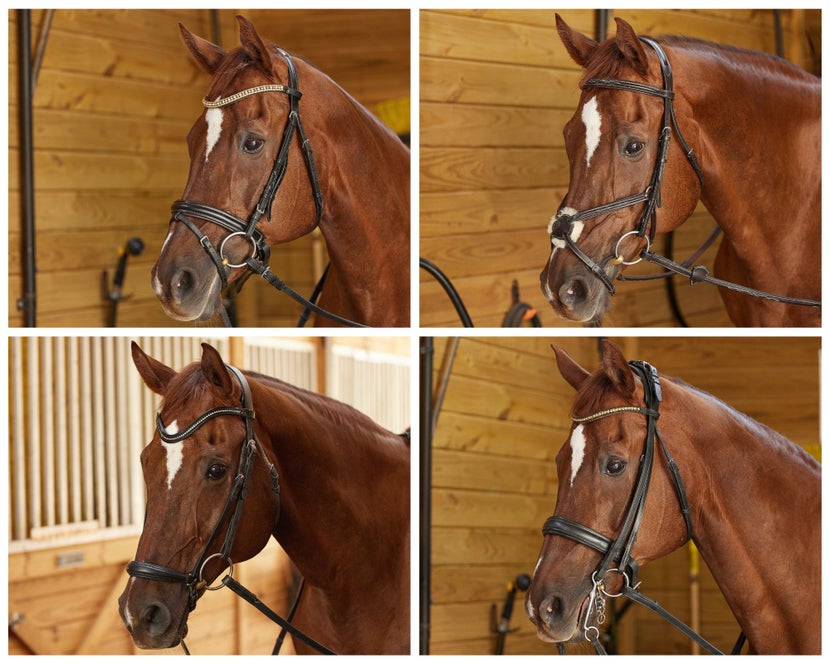 (Top Left) Crank Noseband with Flash Attachment, (Top Right) Figure8/Grackle Noseband, (Bottom Left) Drop Noseband, and (Bottom Right) Double Bridle.