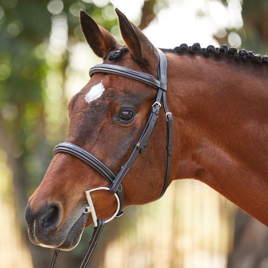 Bay horse wearing an snaffle bridle with a cavesson noseband