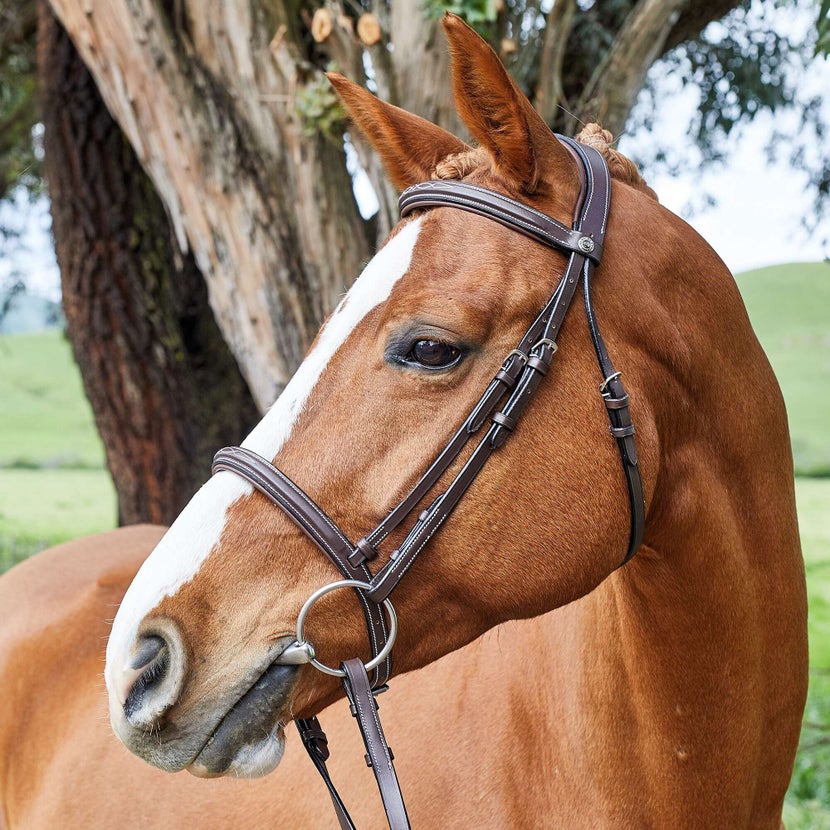 Chestnut horse wearing the HDR Pro Monocrown Padded Fancy Stitch Bridle. 