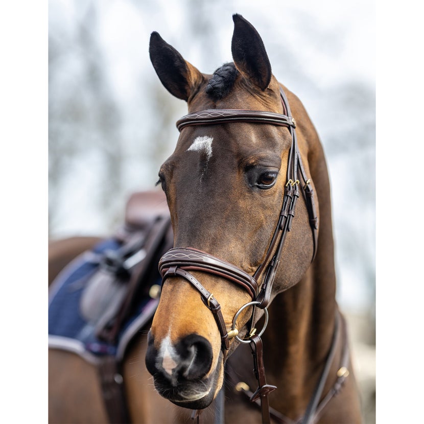 Bay horse wearing the LeMieux Kudos Competition Bridle in brown. 