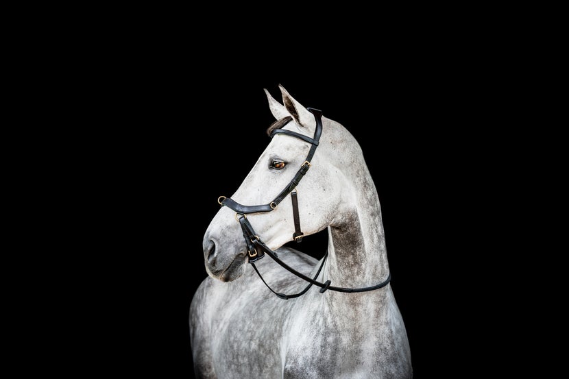 Grey horse wearing the Micklem 2 Multi Bridle USA with reins in black. 