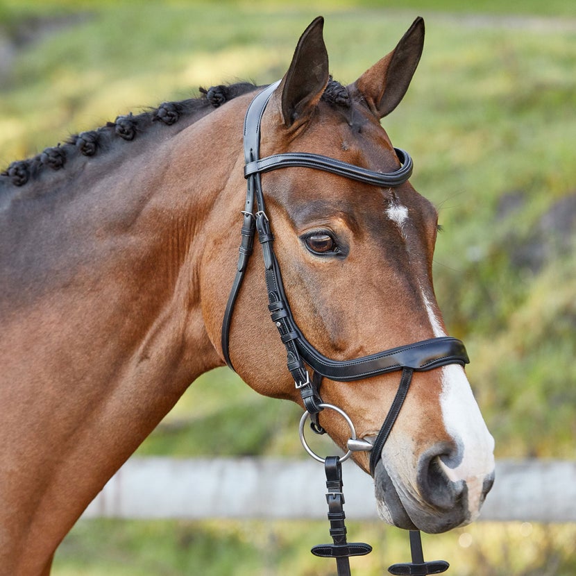 Bay horse wearing the Schockemoehle Equitus Alpha Anatomic bridle in black.
