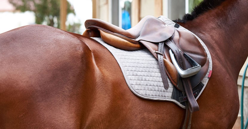 Horse wearing saddle and grey LeMieux saddle pad.