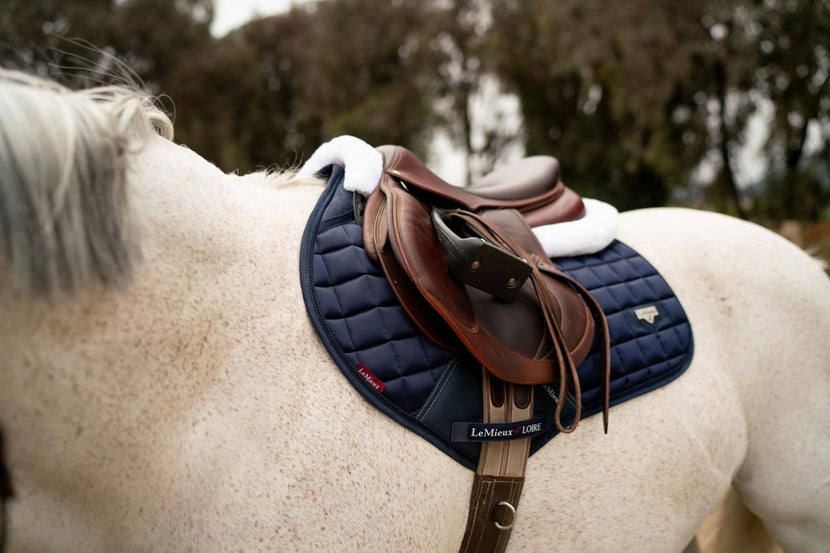 A grey horse wearing an english saddle with a blue close-contact saddle pad.