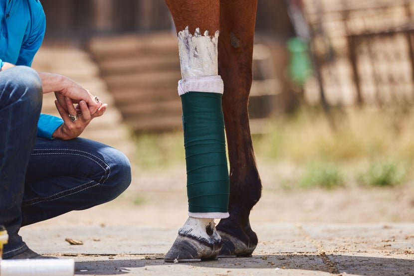 A horse leg with a finished standing wrap with poultice underneath, and a rider squatting next to the horse's leg. 