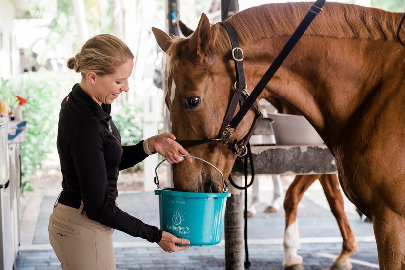 Women offering her horse Gallaghers Water in a small bucket