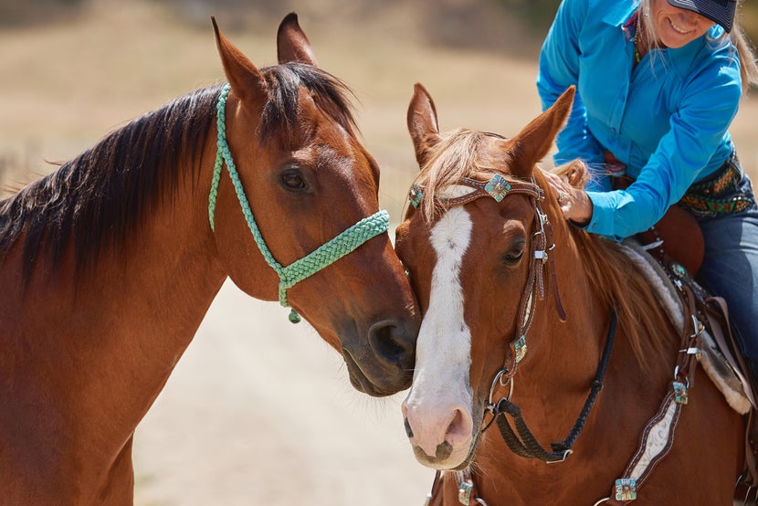 Krista riding her chestnut horse while ponying her bay horse. The two horses are nuzzling each other. 