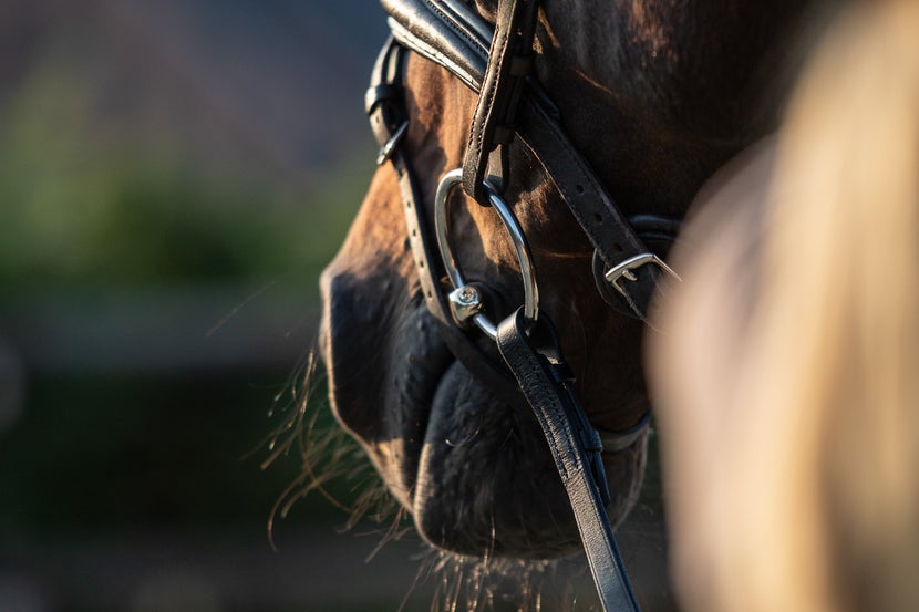 Close up of a horse's nose wearing an English bridle with a Herm Sprenger Bit.