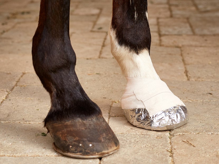 Close up of a bay horse's front hooves, showing a finished DIY hoof bandage wrap.