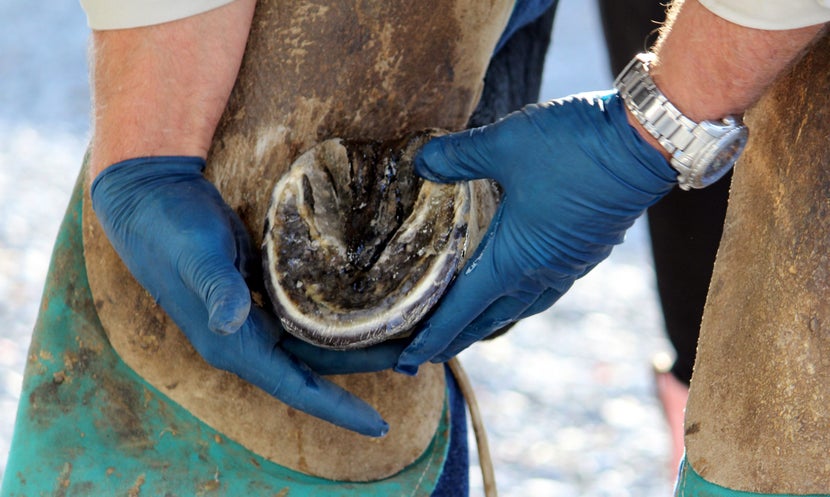 Farrier with rubber gloves on, holding trimmed horse hoof in between his legs. 