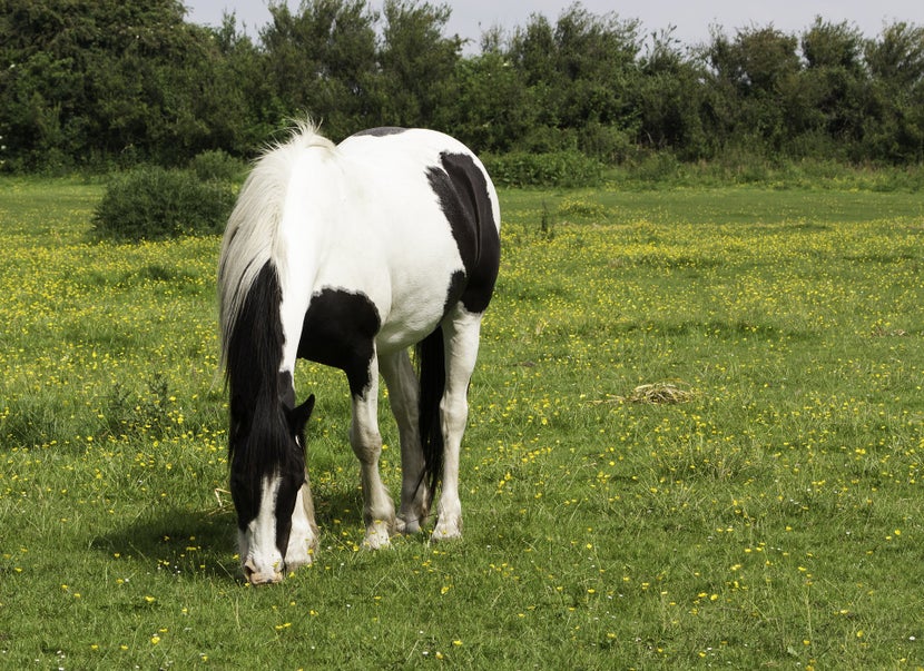 Black and white horse grazing in a lush, green grass field.