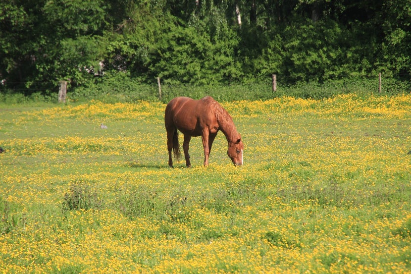 Horse eating in field. 