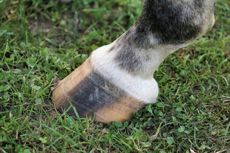A horse's tan hoof with a dark vertical stripe, standing in grass. 