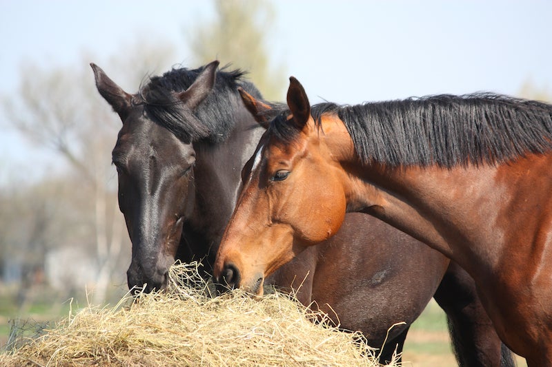 Horses eating a round bale in a field.