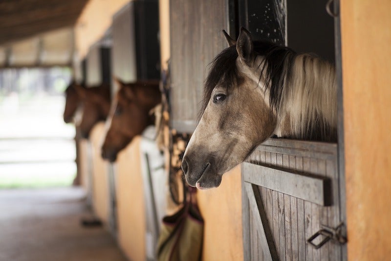 Horses hanging their heads out of their stall windows in a barn.