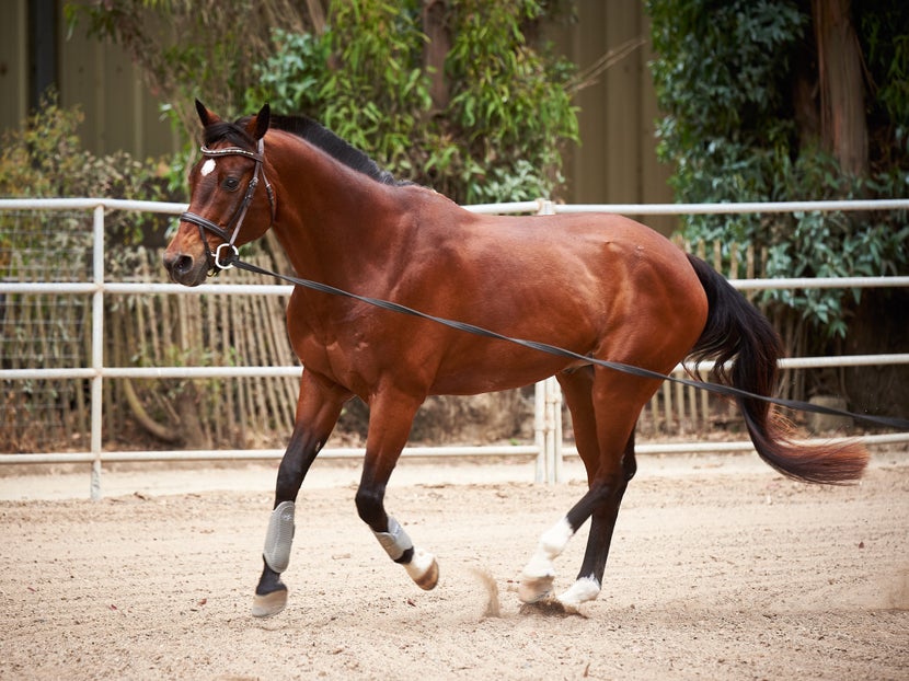 A bay horse practices cantering while lunging 