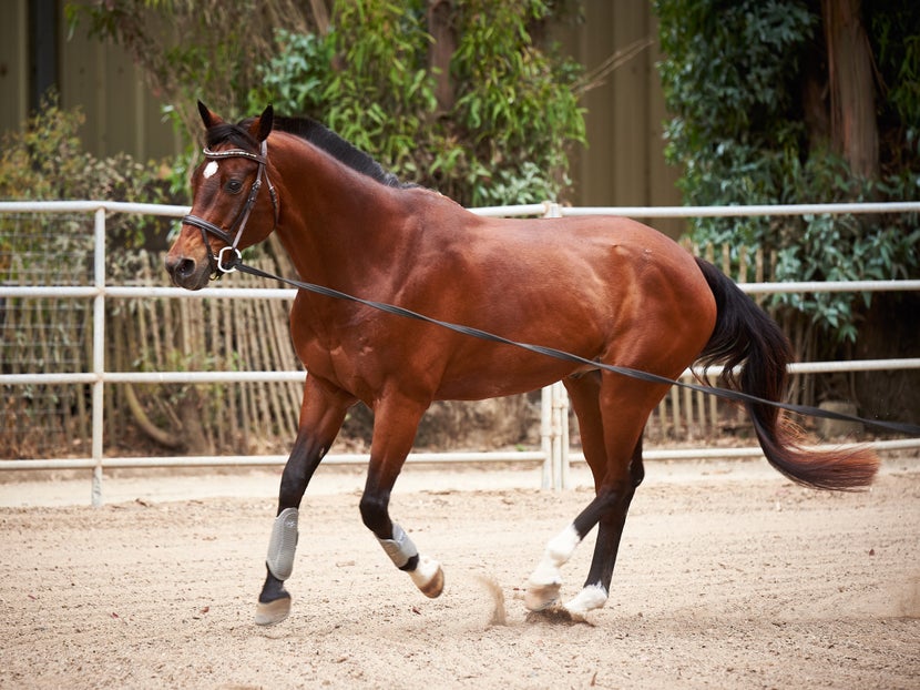 Lunging a Horse Safely Lunge Training & Equipment Guide