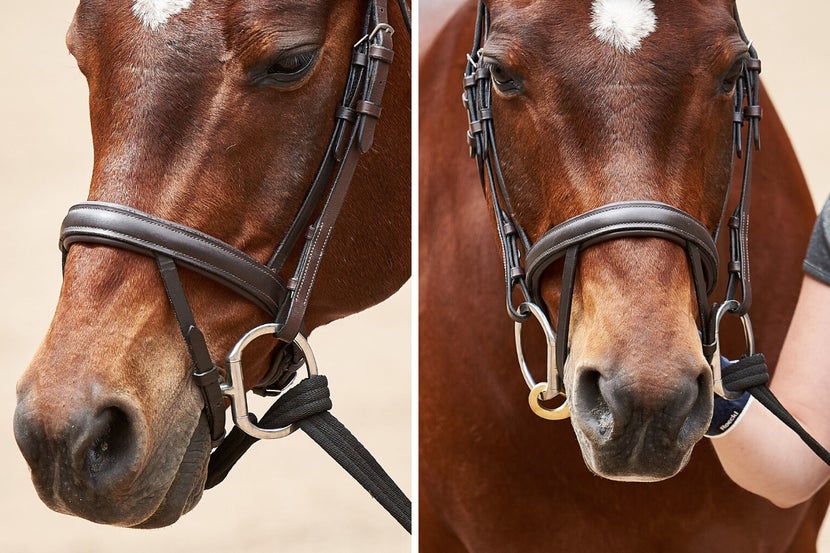 A woman attaches the lunge line through the horse's bit by running the lunge line through the inside bit ring, loop it, and then run the line under the chin and attach it to the outside bit ring.