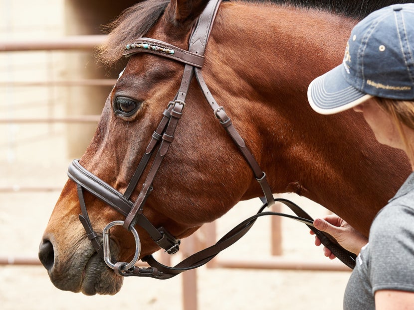 Lunging a Horse Safely: Lunge Training & Equipment Guide