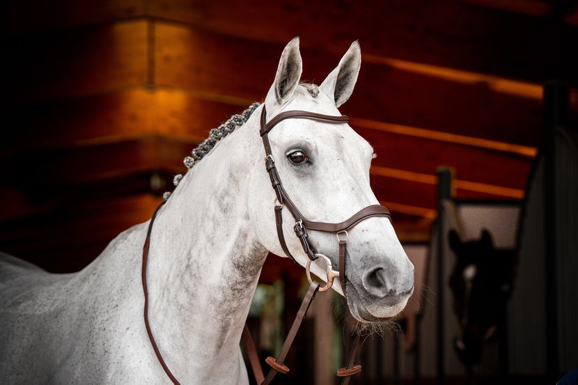 Grey horse in barn wearing the Micklem 2 Deluxe Bridle in Brown.