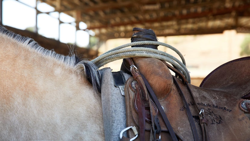 Western saddle with rope around the horn, on top of a palomino horse.