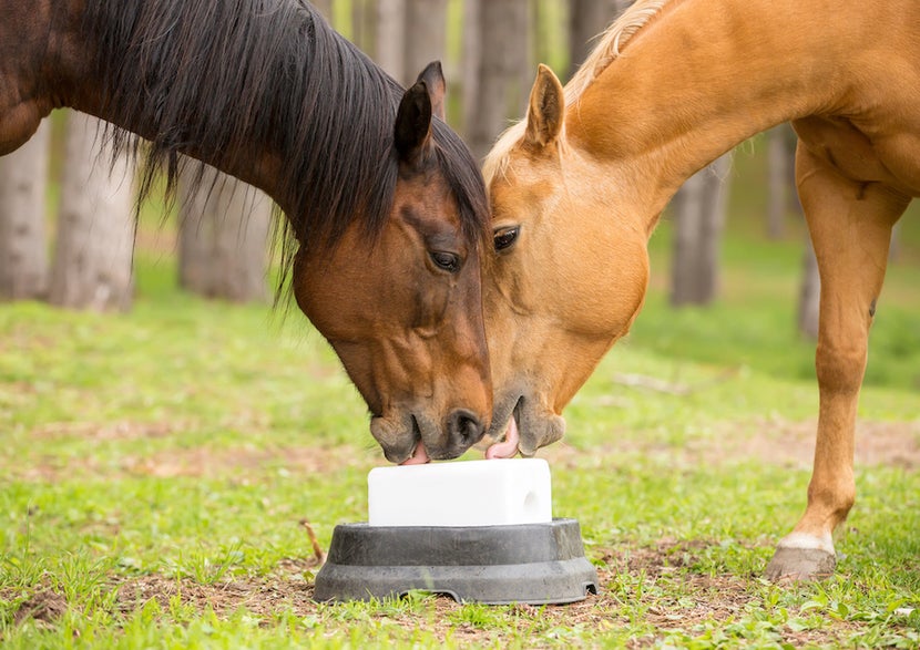 Two horses licking salt block. 