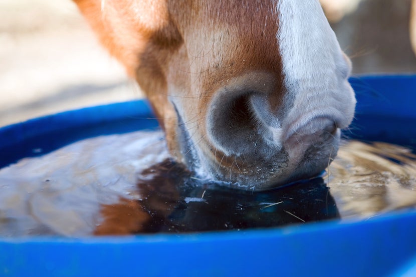 Close up of horse's nose drinking water from a blue bucket. 