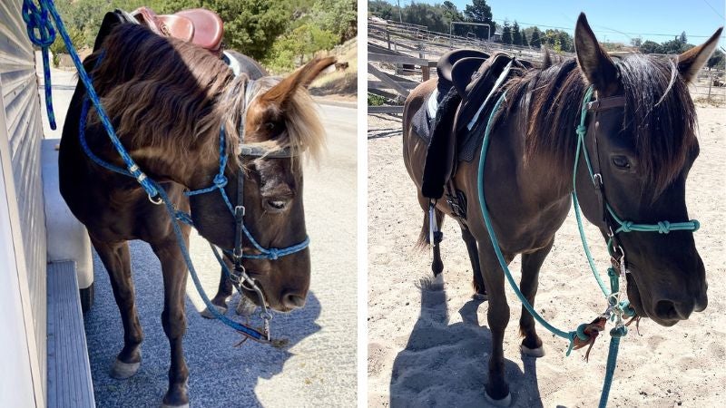 On the left: Alison's horse Bellizo. On the right: Alison's horse Scout. 