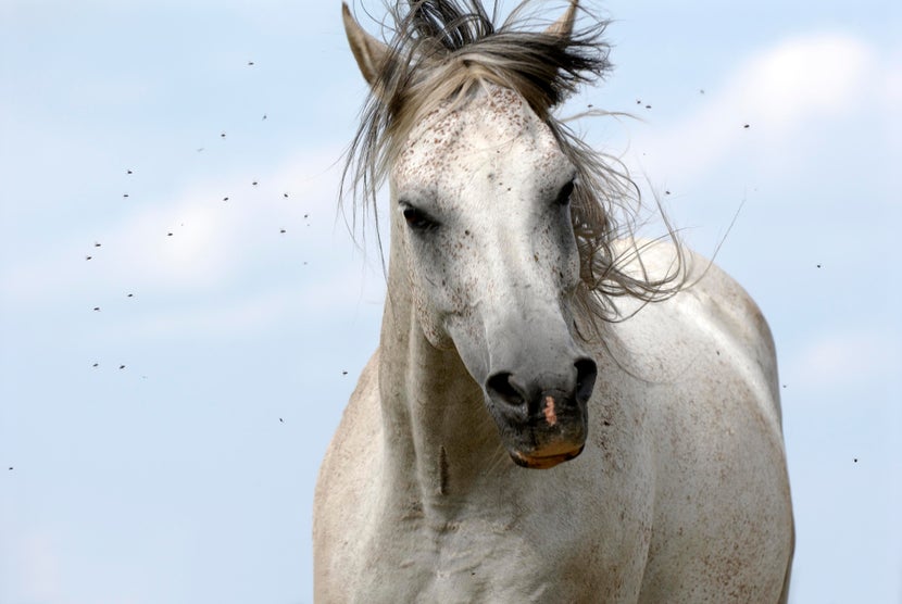 Grey horse shaking flies off of head. 