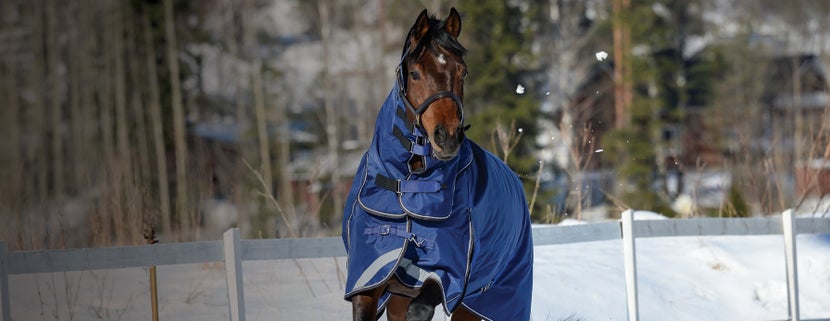 Haltered bay horse galloping through snow in a blue turnout blanket. 