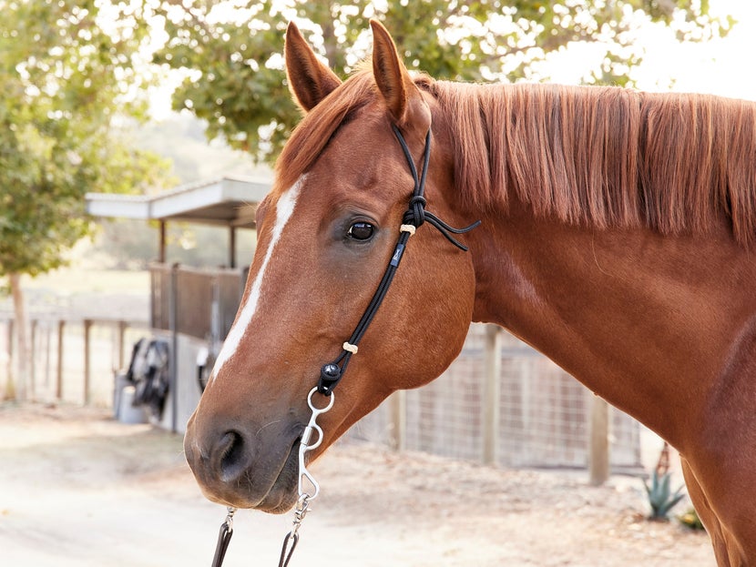 Chestnut horse wearing the Berlin Custom Rope Split Ear Headstall.
