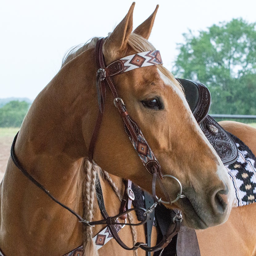 Tacked up Palomino horse wearing the Circle Y Beaded Heastall Bridle. 