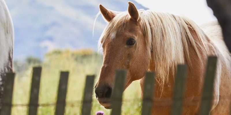 Cute palomino horse