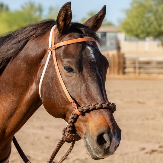 Bay horse wearing the Professional's Choice Schutz Loping Hackamore.