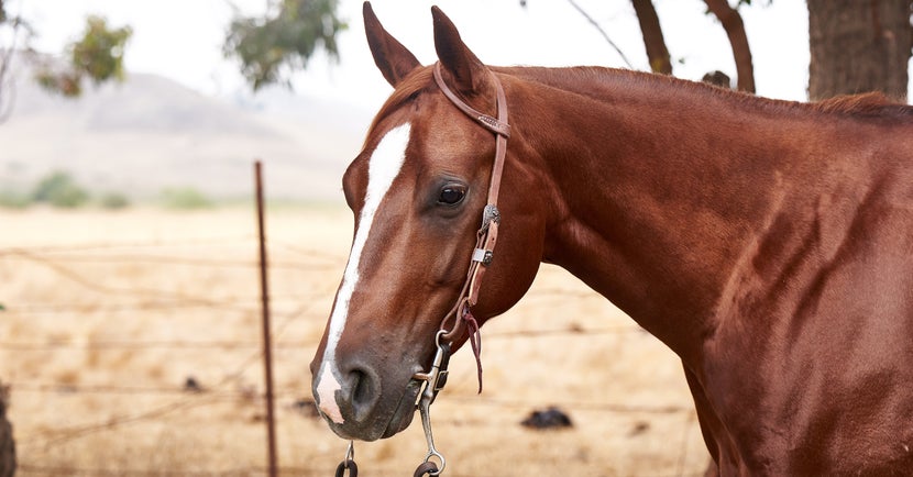 Chestnut horse wearing the Berlin Hermann Oak One Ear Headstall.